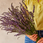Phenomenal Lavender