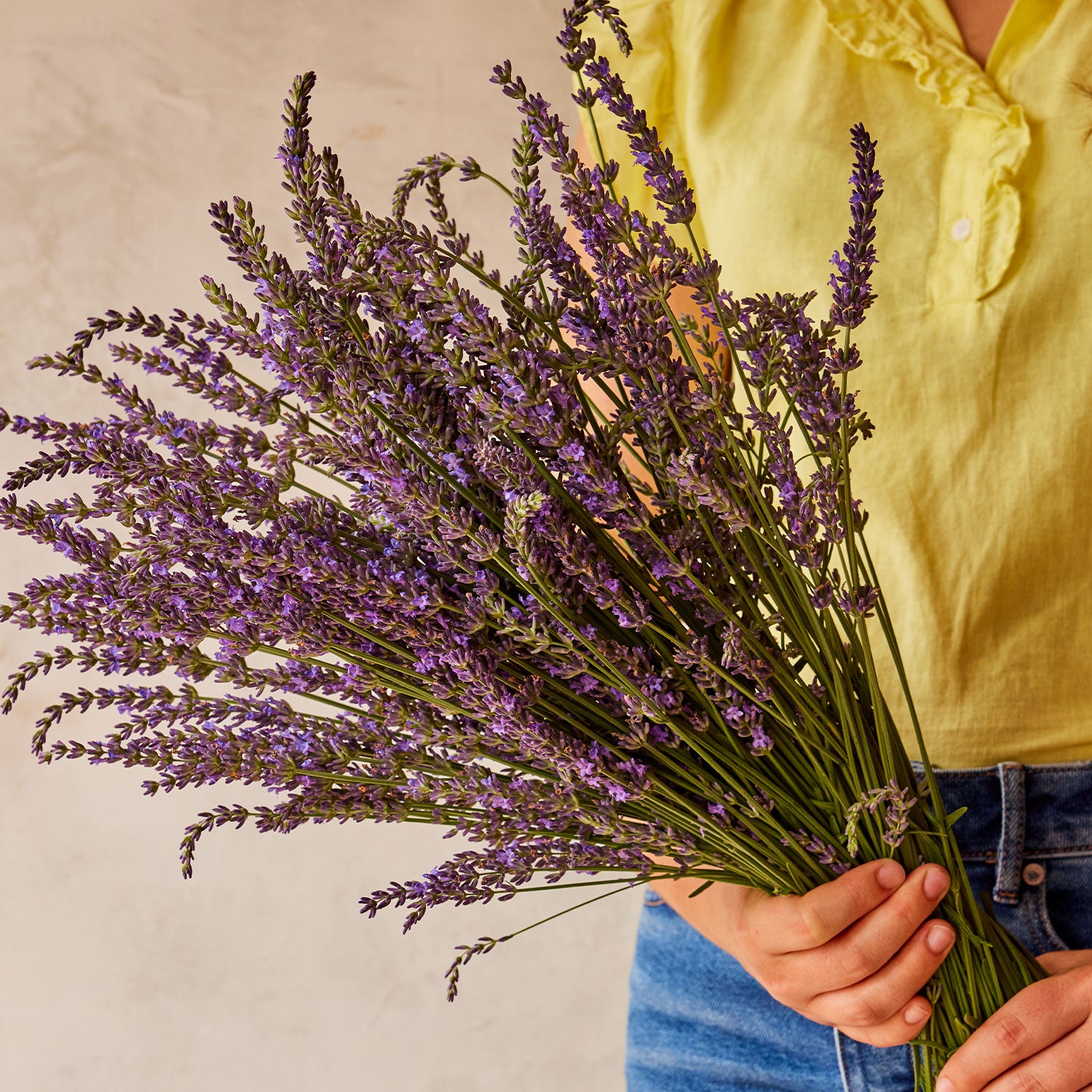 Phenomenal Lavender