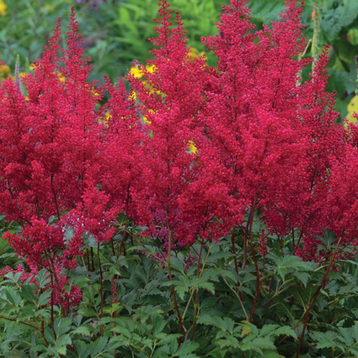 Red Sentinel Astilbe Bare Root