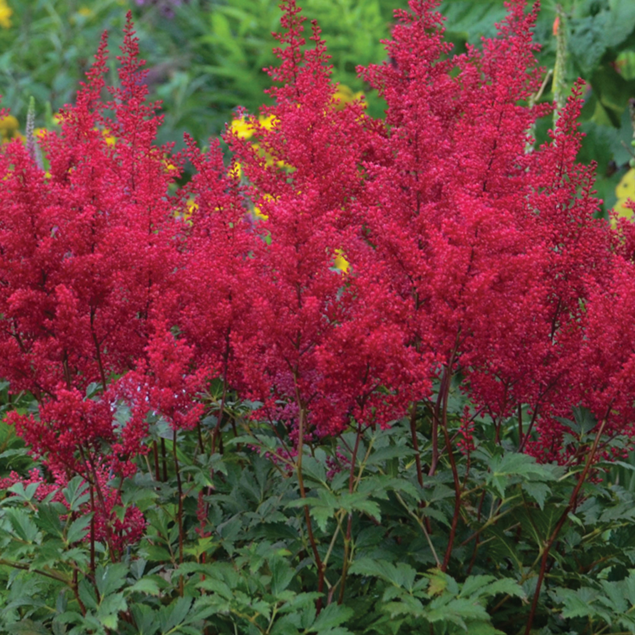 Red Sentinel Astilbe Bare Root