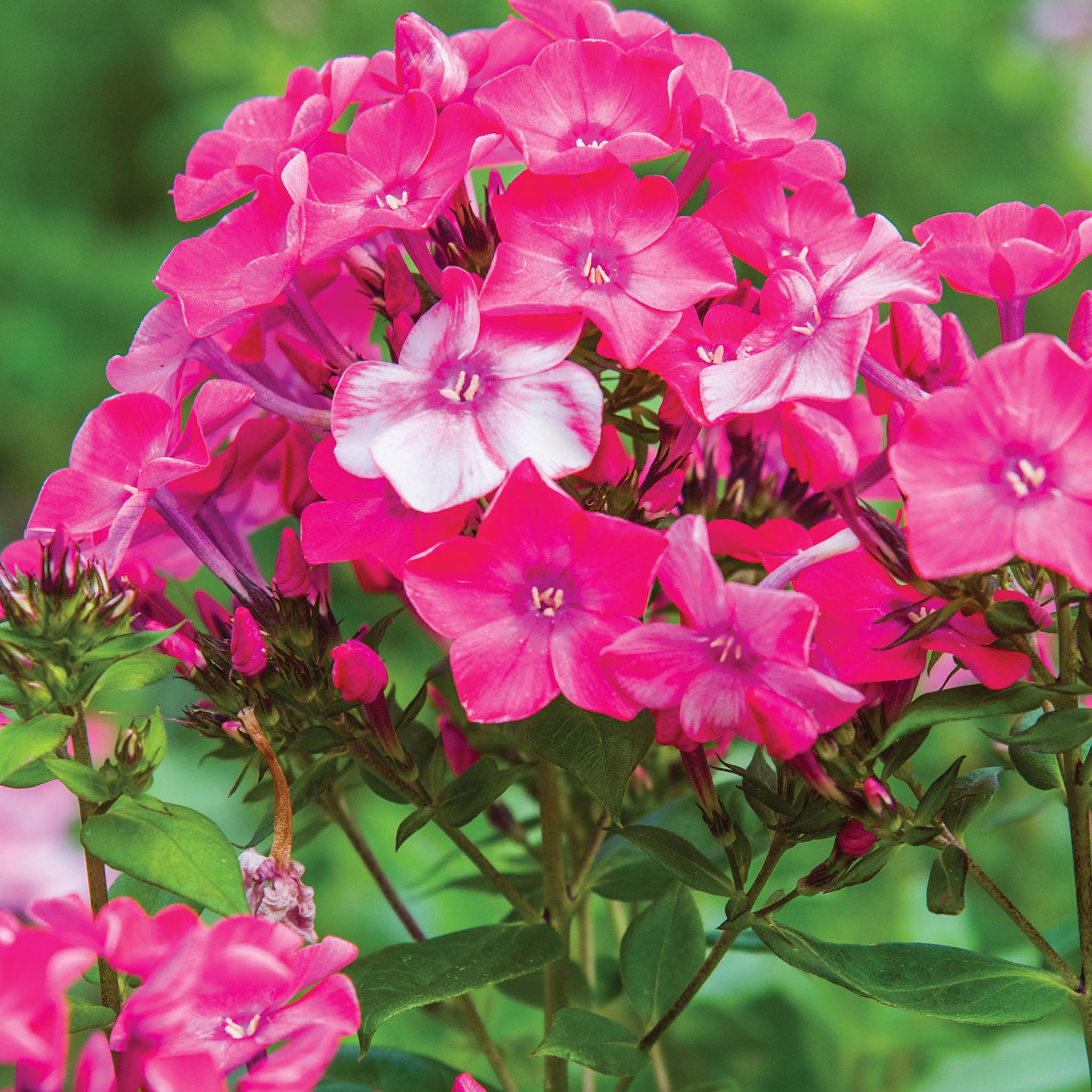 Glamour Girl Phlox Paniculata