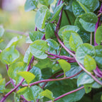 Red Stem Malabar Spinach