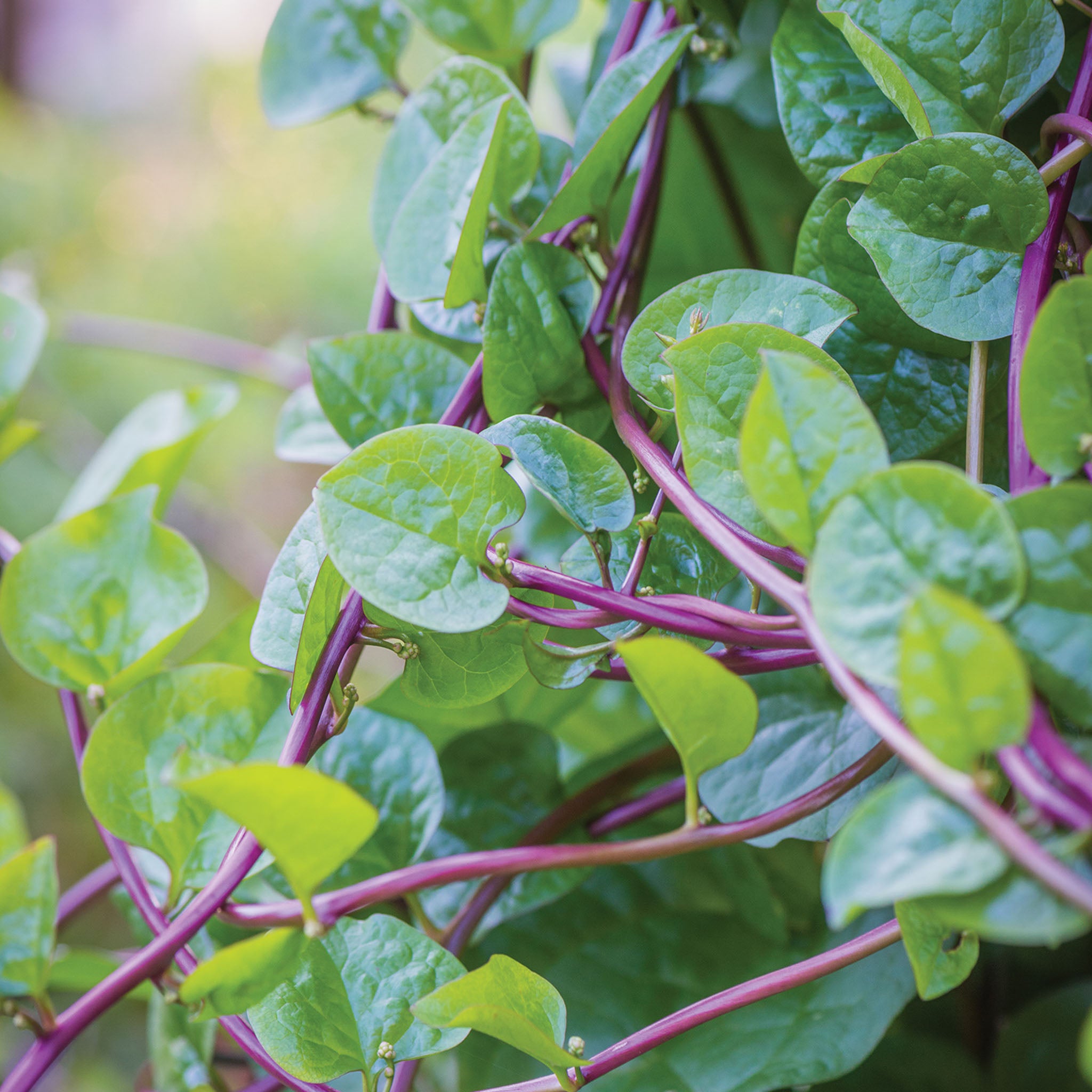 Red Stem Malabar Spinach