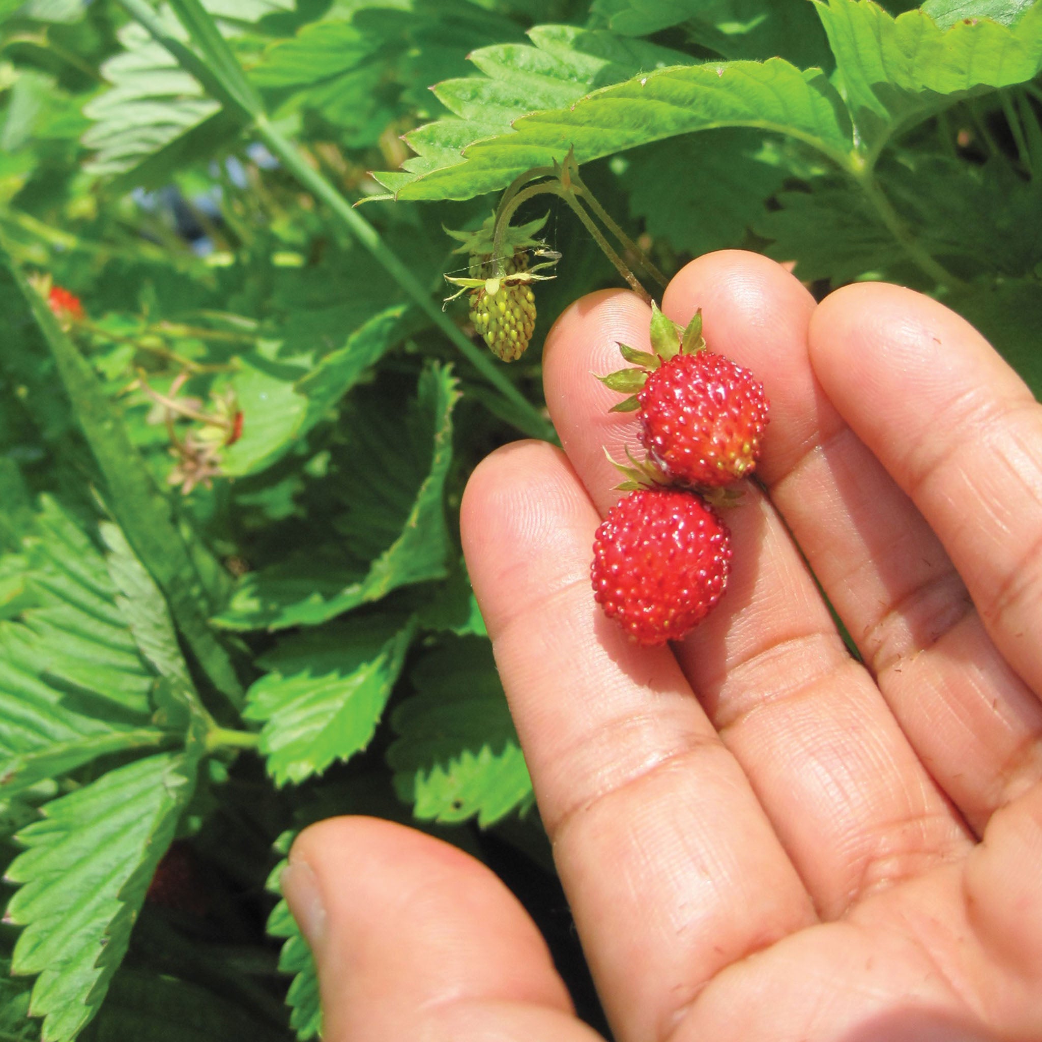 Alpine Alexandria Strawberry
