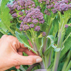Burgundy Delight Lettuce