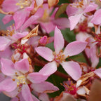 LaVida Grande Rhaphiolepis