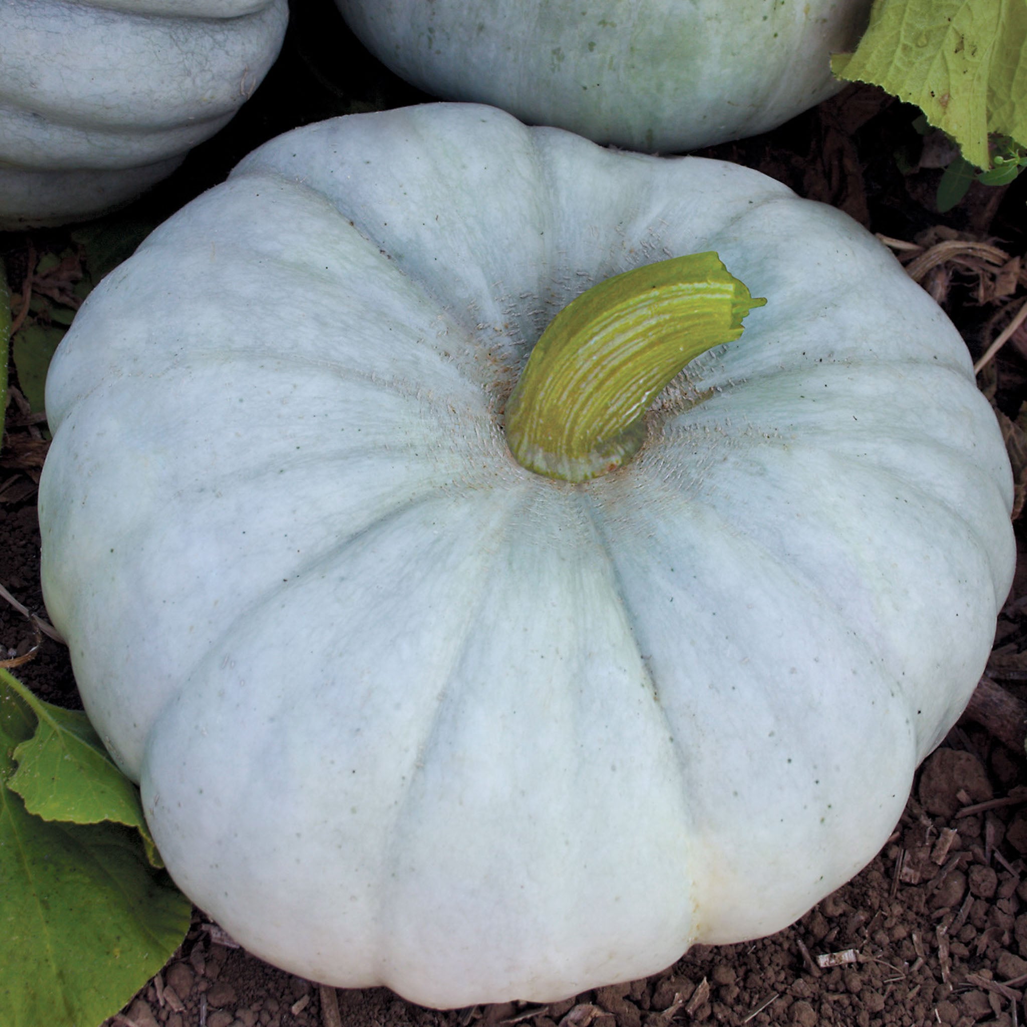 Jarrahdale Pumpkin