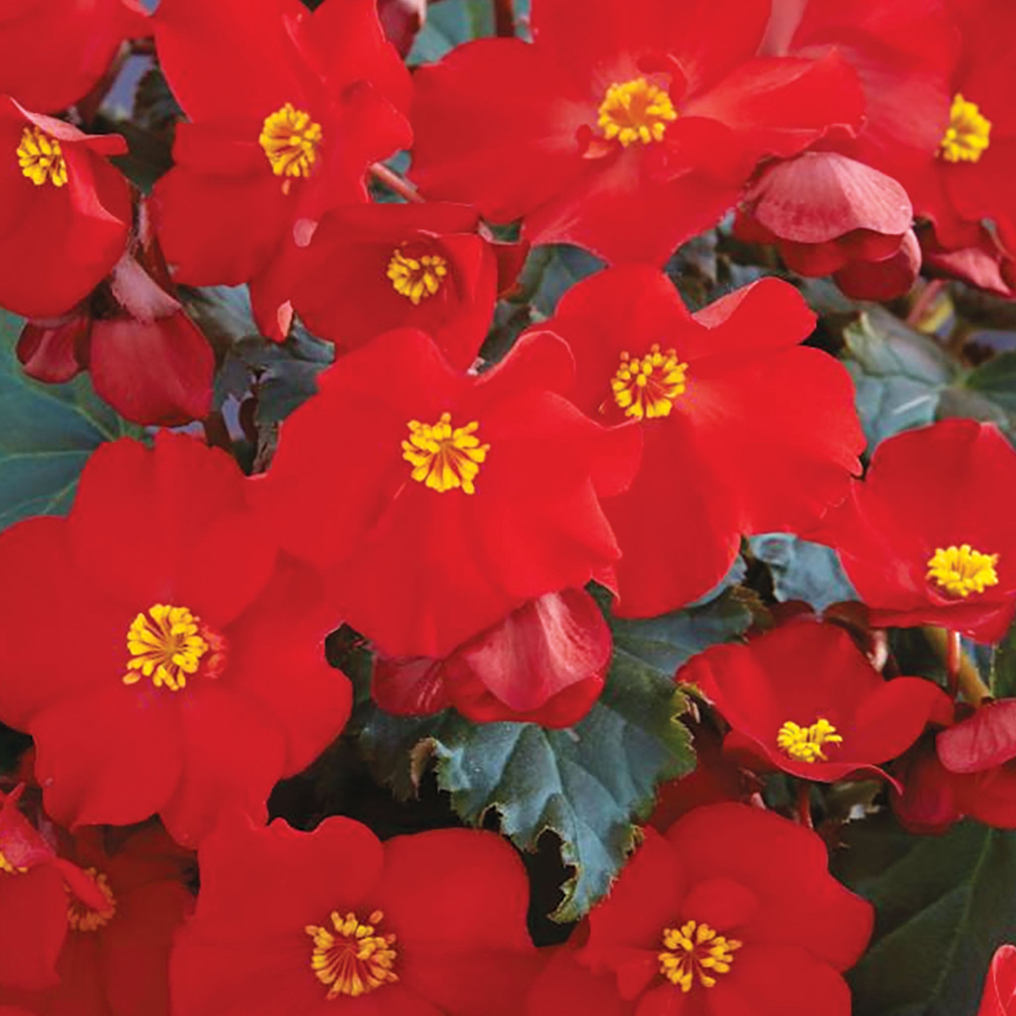 Dreams Garden MacaRouge Elatior Begonia
