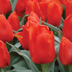 Giant Orange Sunrise Tulip Bulbs