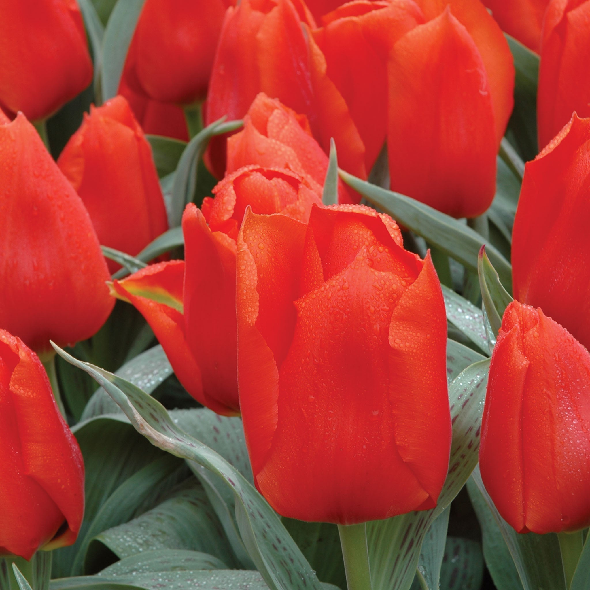 Giant Orange Sunrise Tulip Bulbs