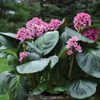 Miss Piggy Bergenia