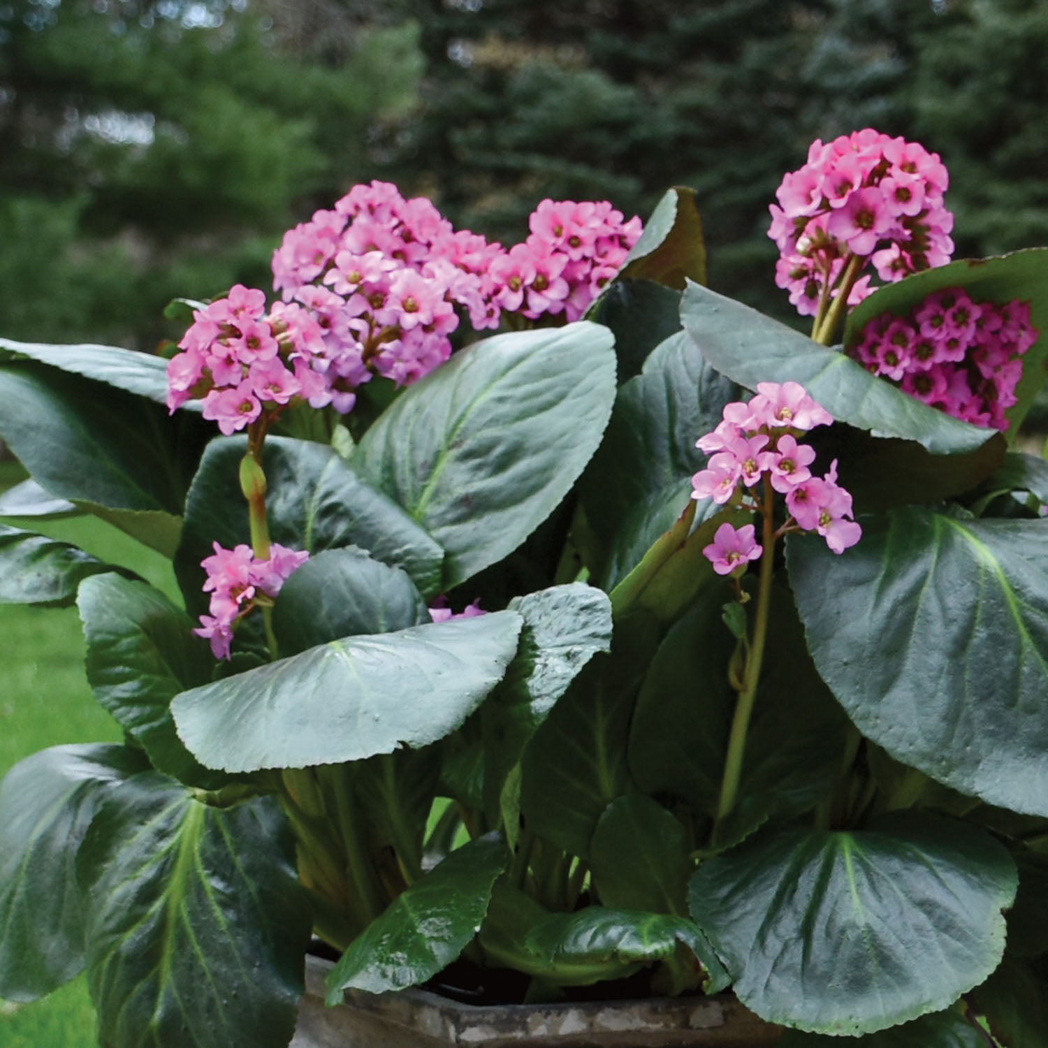Miss Piggy Bergenia