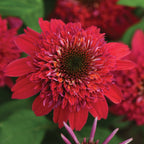 Double Scoop Raspberry Echinacea