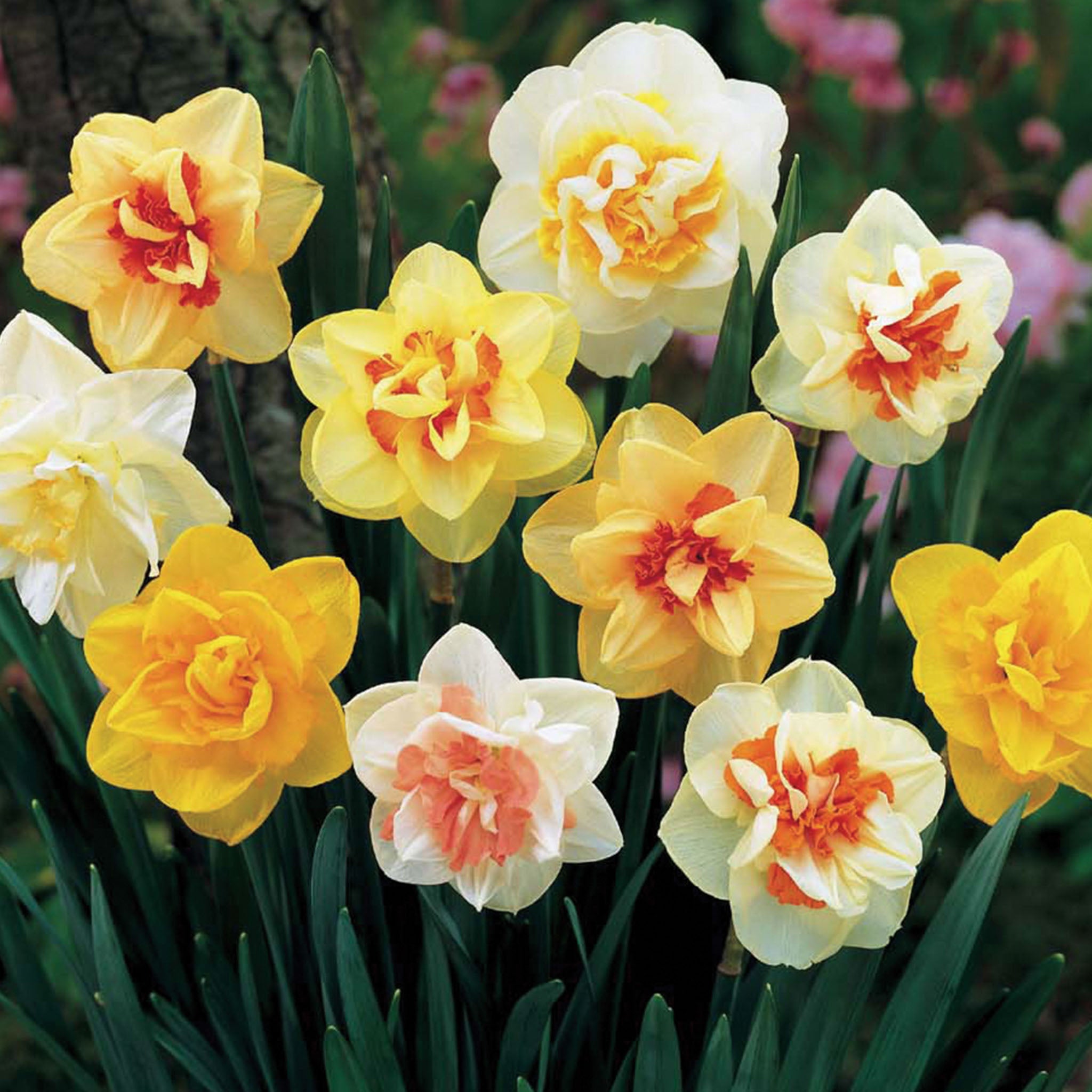 Double Mix Daffodil Bulbs