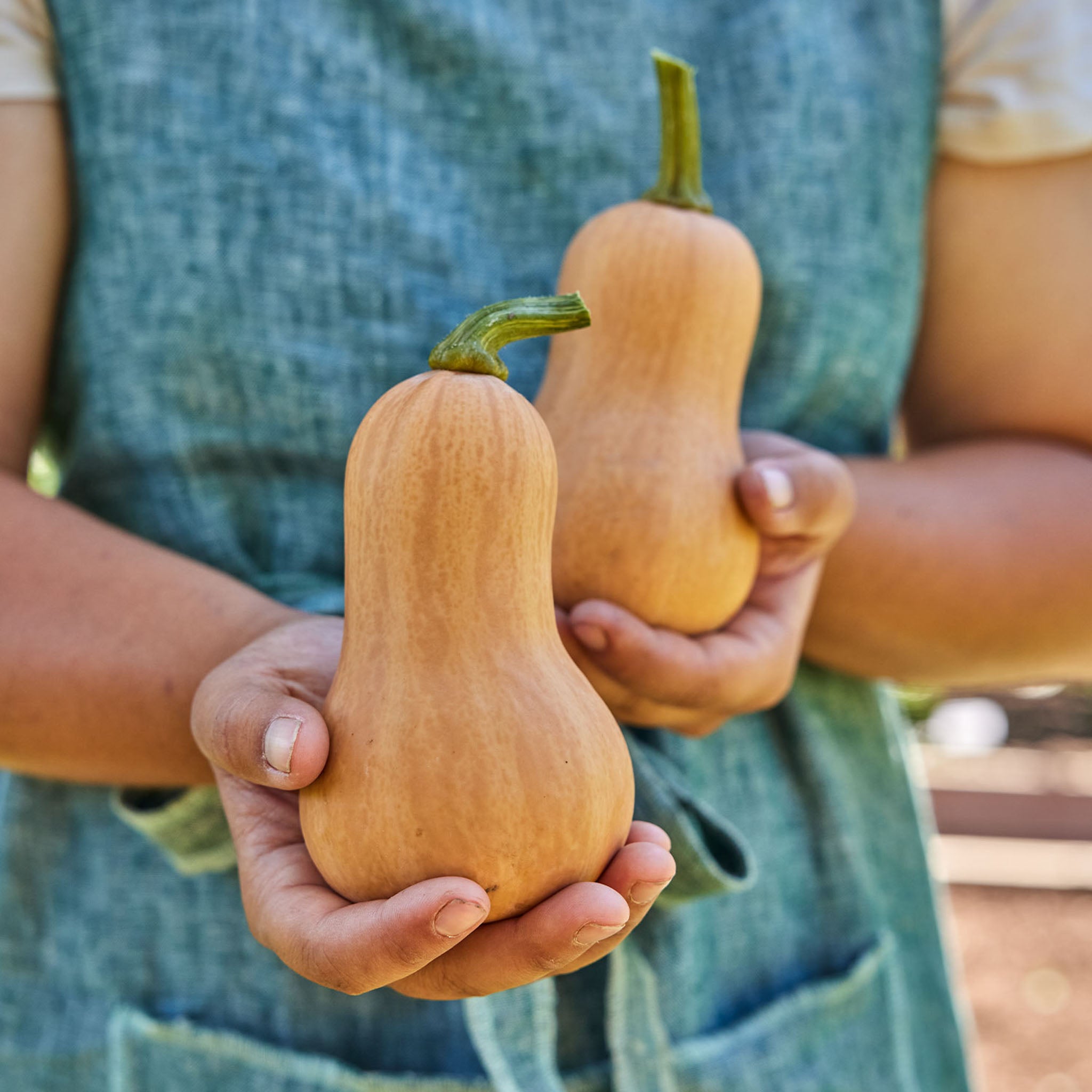 Butterbaby Winter Squash