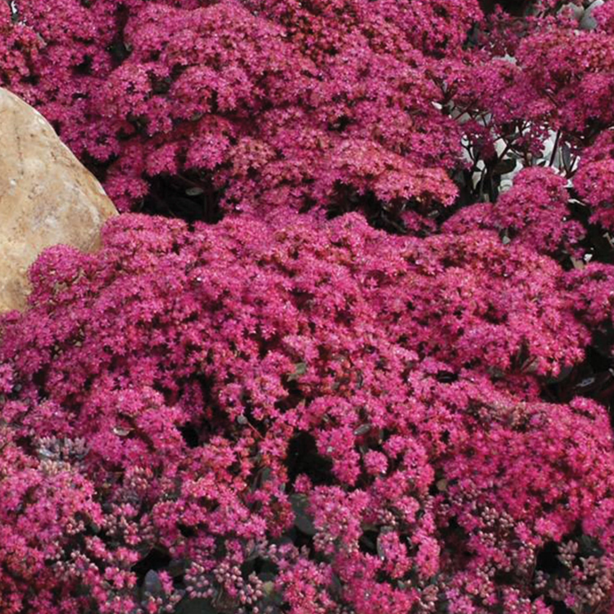 Sunsparkler Dazzleberry Sedum Bare Root