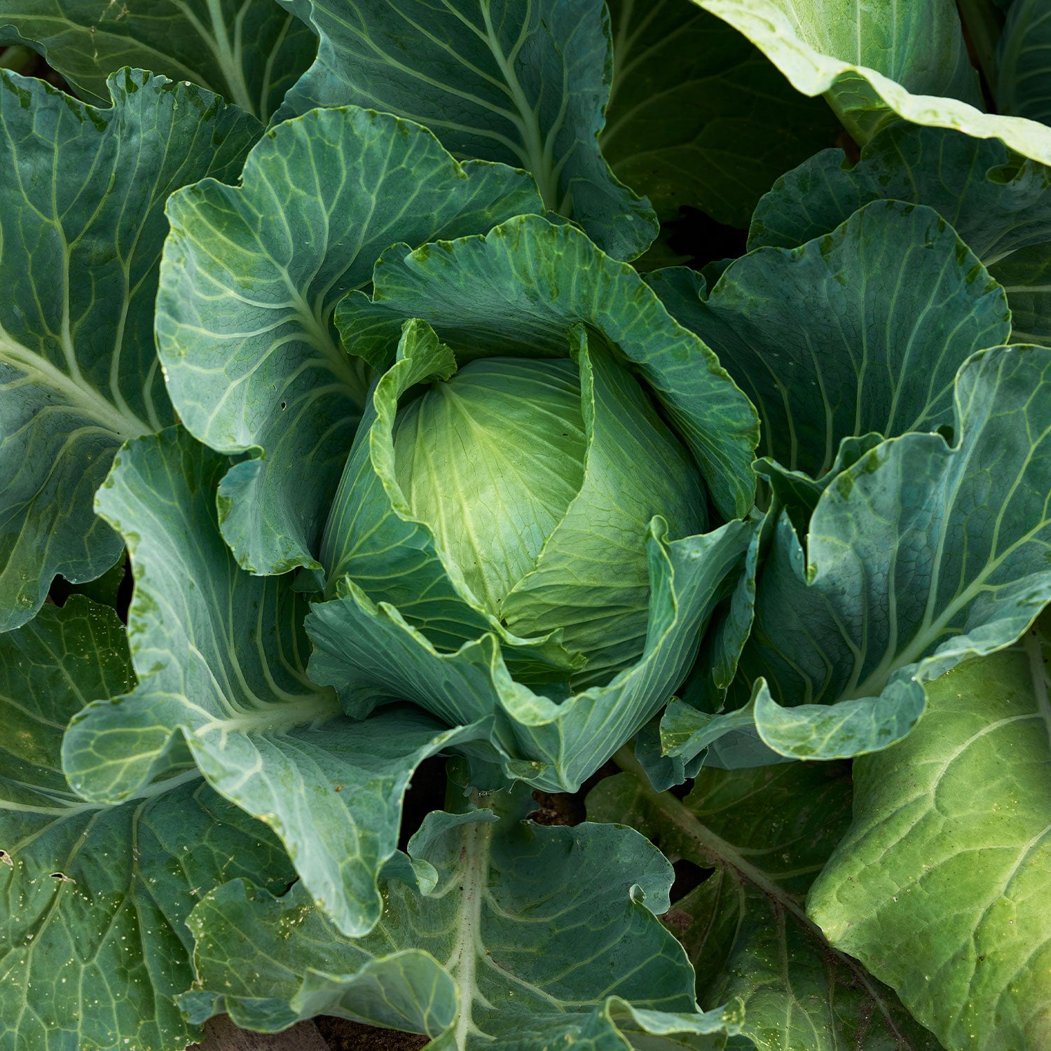 Brunswick Cabbage