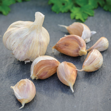 German Red Garlic Bulbs