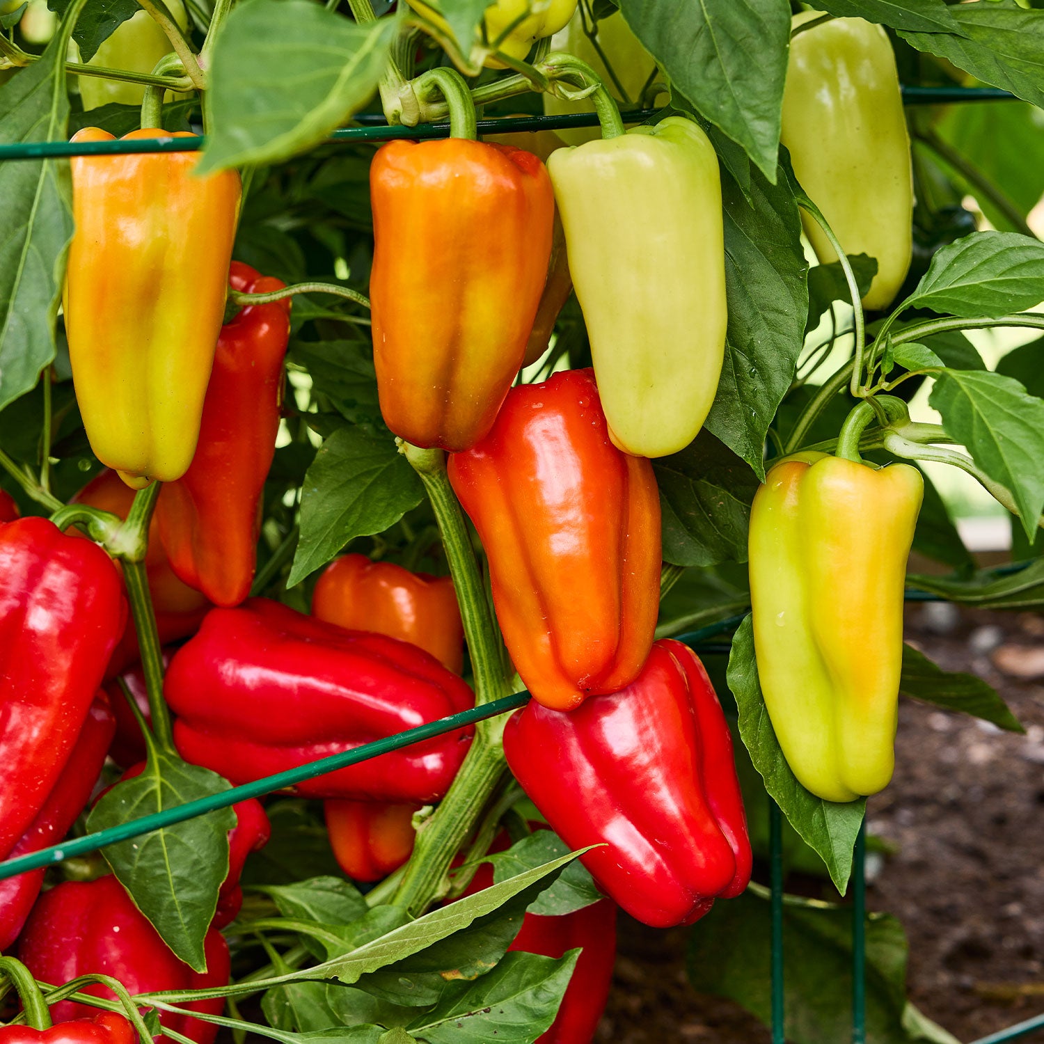 Gypsy Sweet Pepper