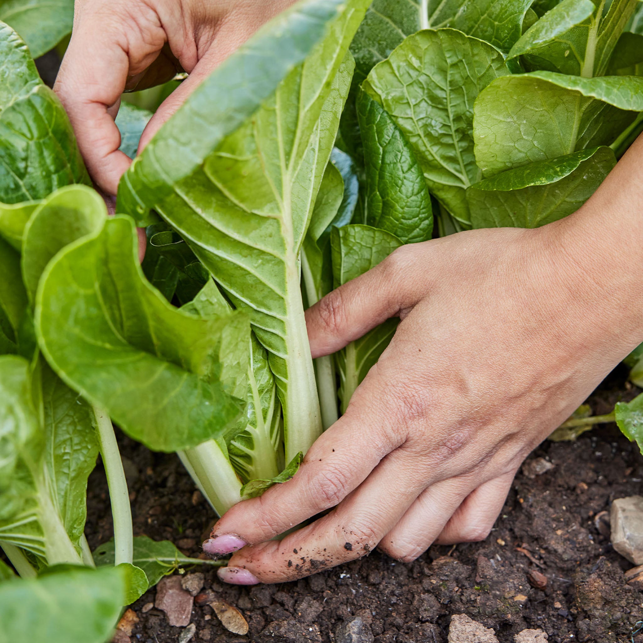 Pure Joy Pak Choi