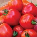Tomatoberry Garden Tomato