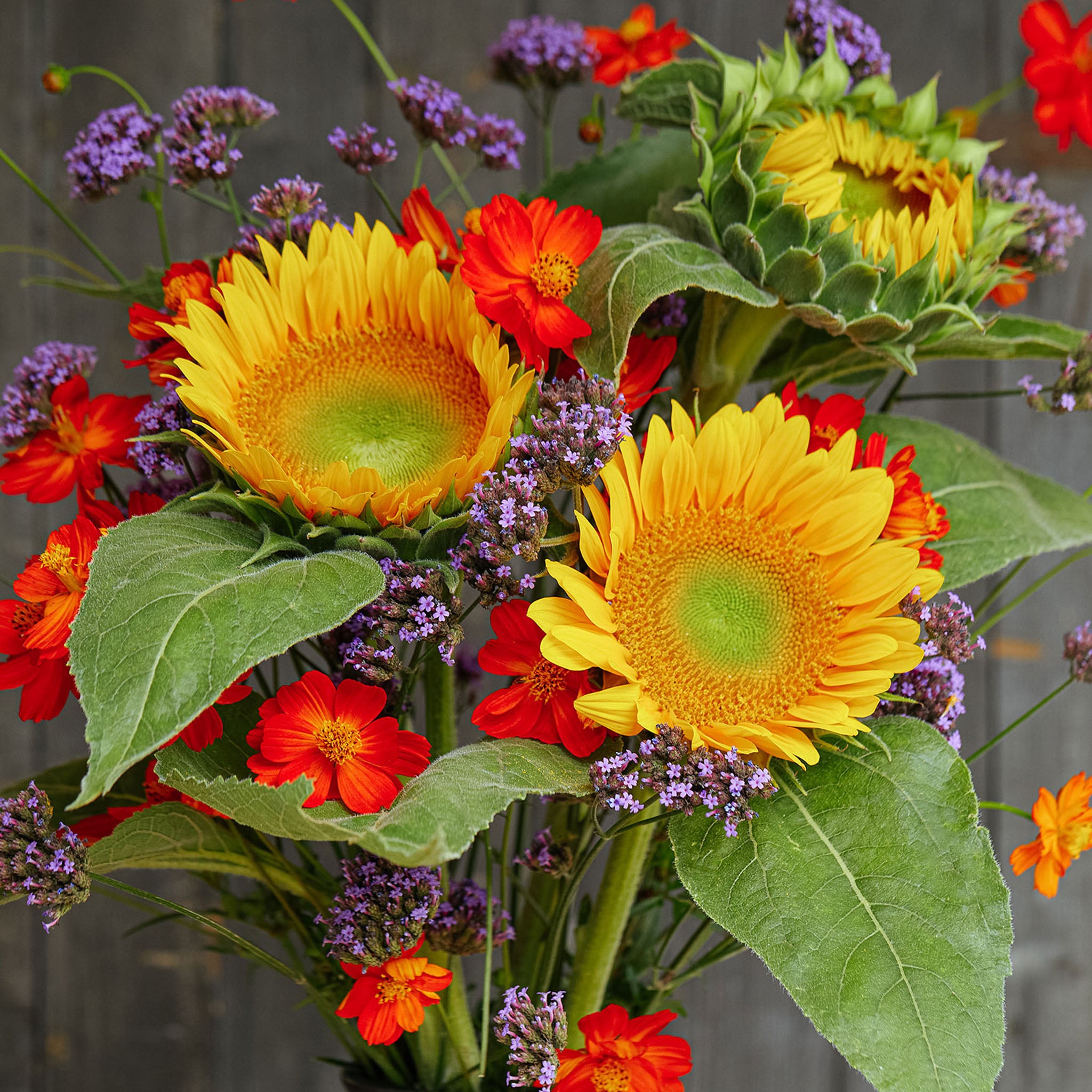 Van Glow Sunflower