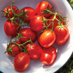 Roma Tomato