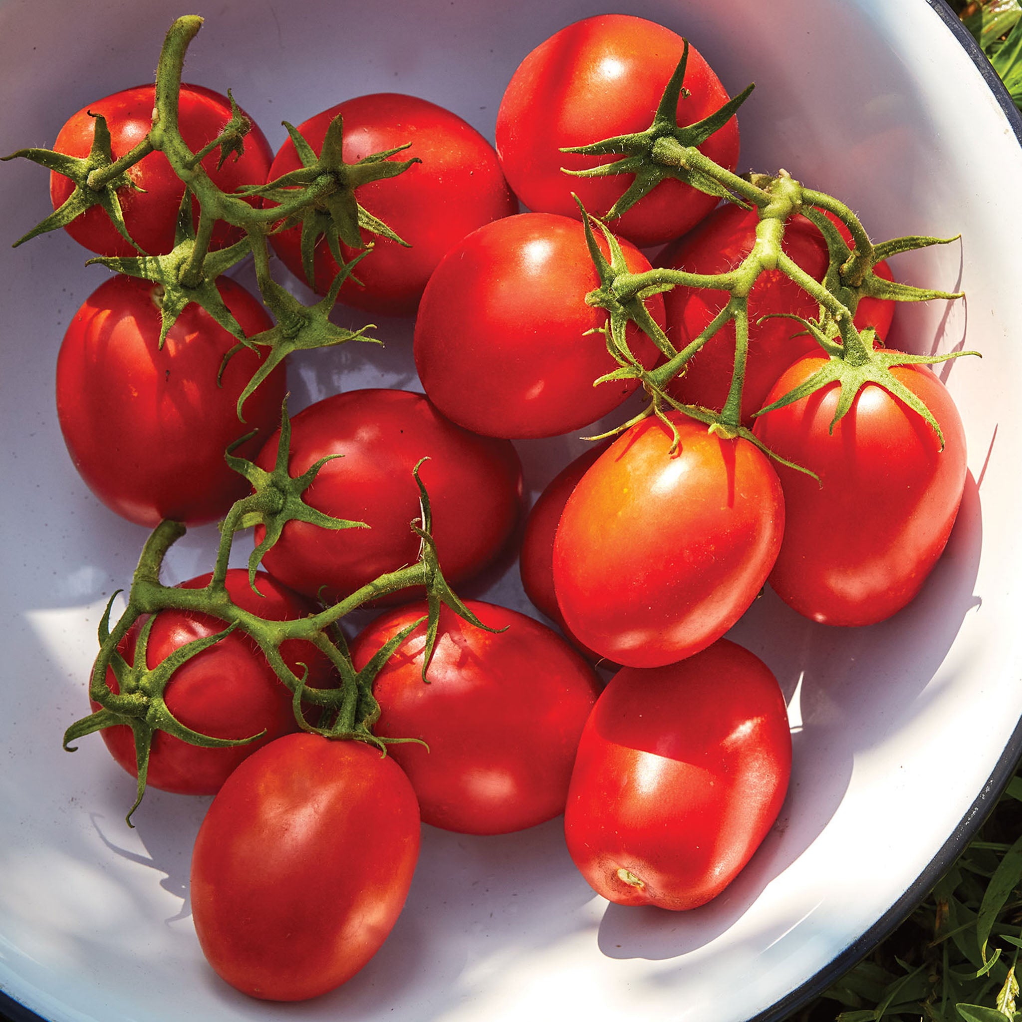 Roma Tomato