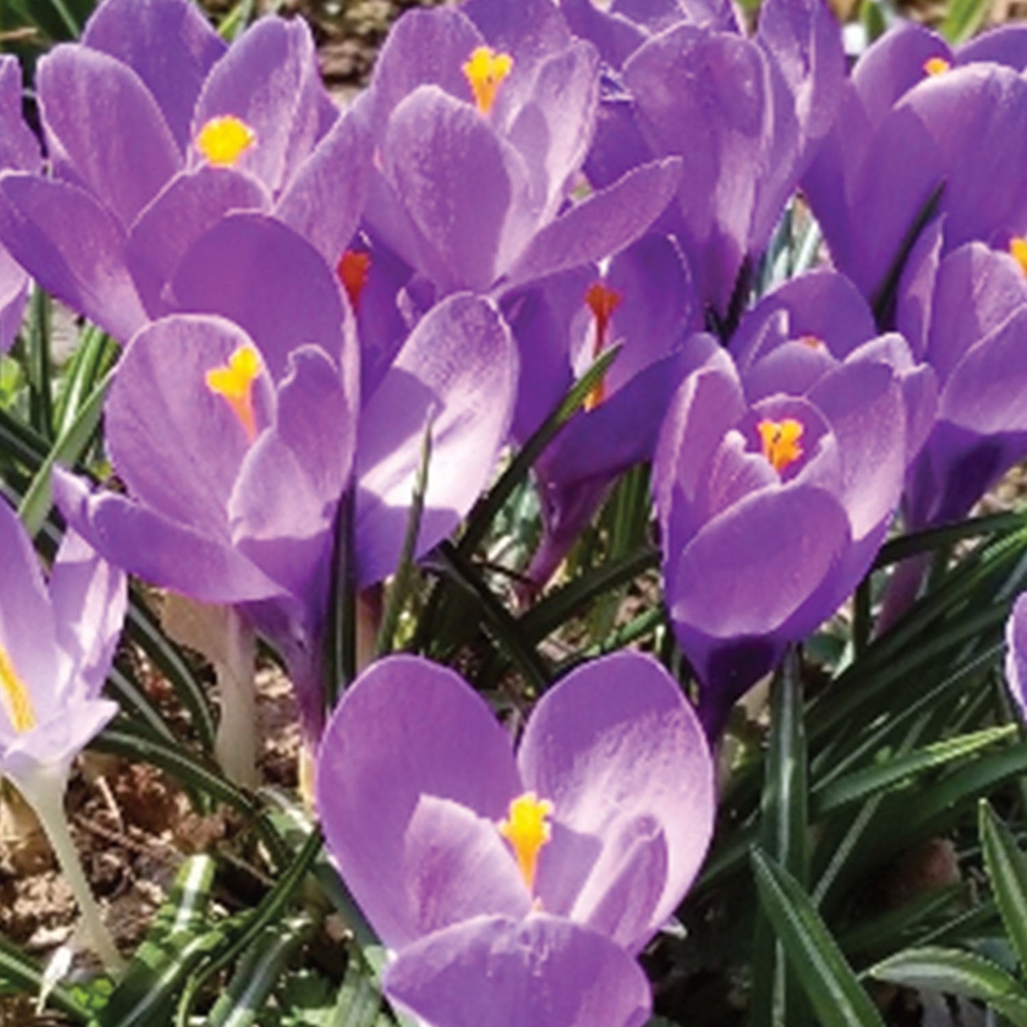 Grand Maitre Crocus Vernus Bulbs