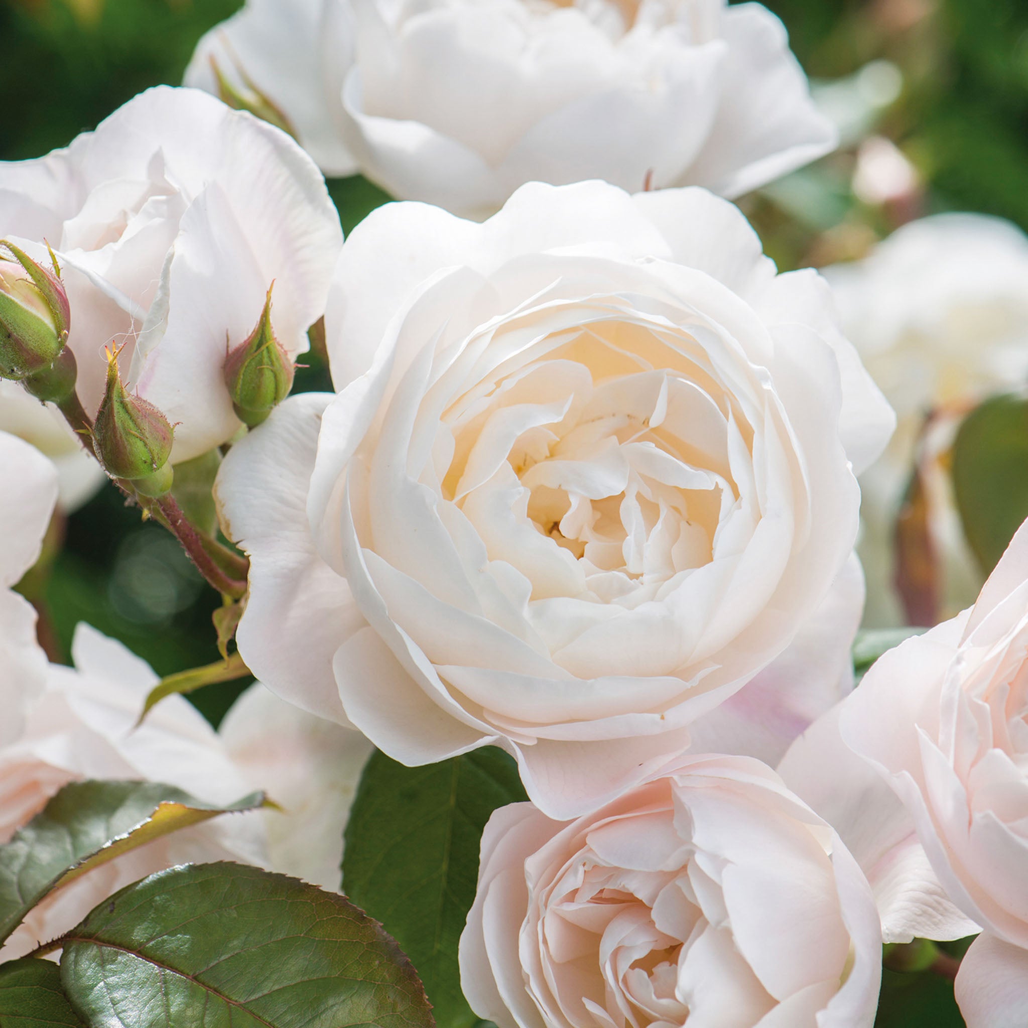 Desdemona Rose Bare Root