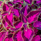 Chocolate Covered Cherry Coleus