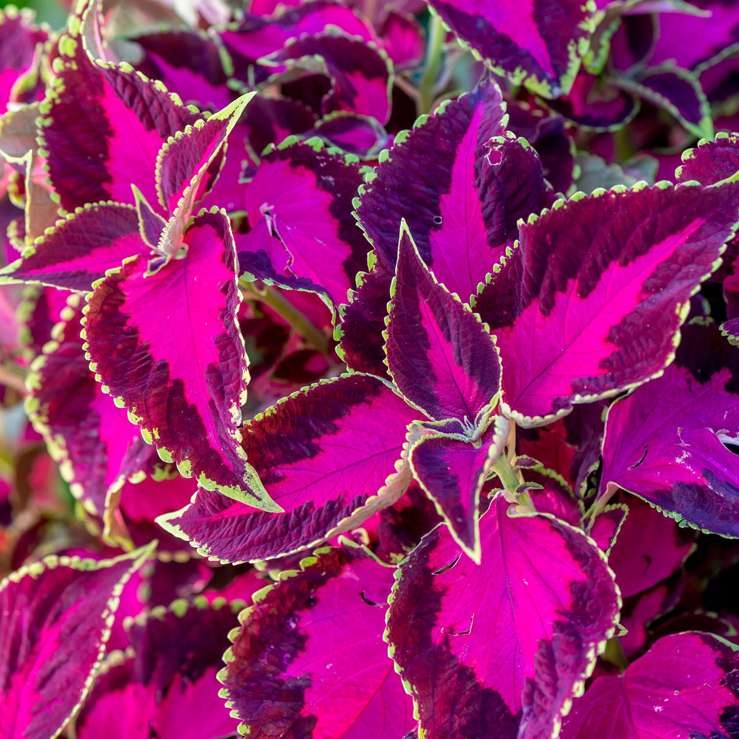 Chocolate Covered Cherry Coleus