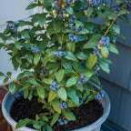 Perpetua Blueberry
