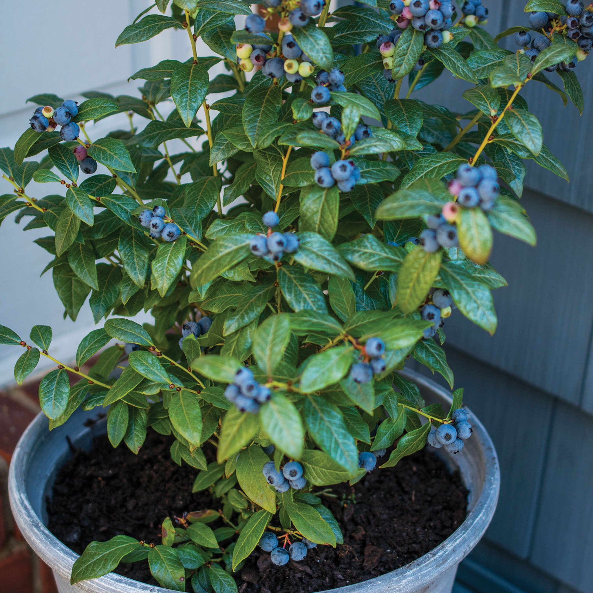 Perpetua Blueberry