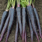 Deep Purple Carrot