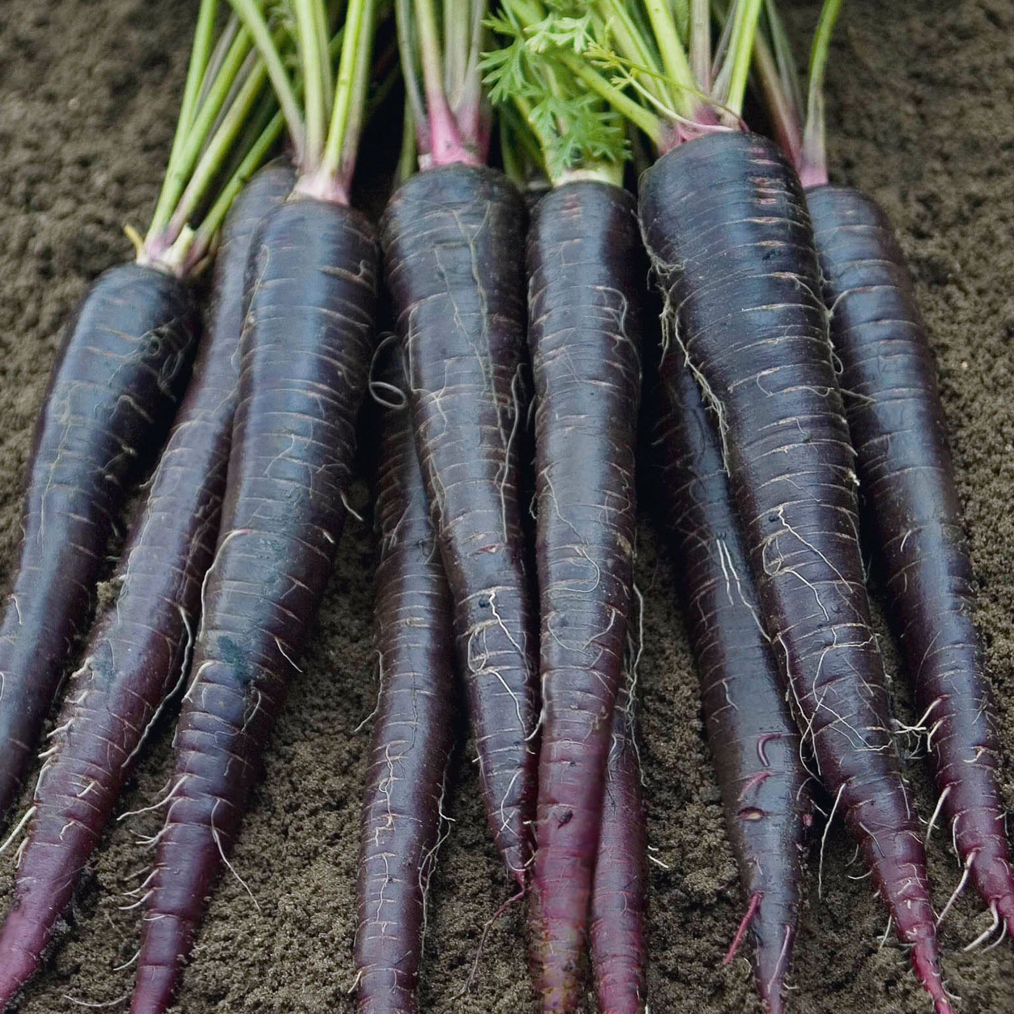 Deep Purple Carrot
