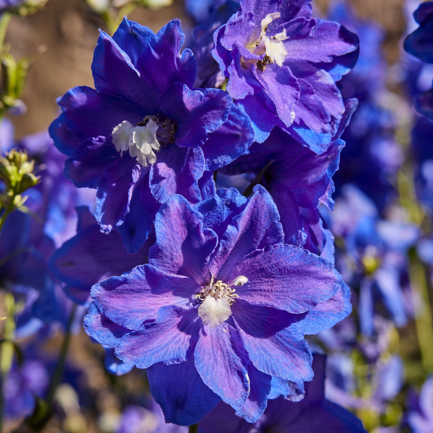 Dasante Blue Delphinium