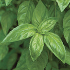 Fresh Pesto Garden Windowsill Herb Kit