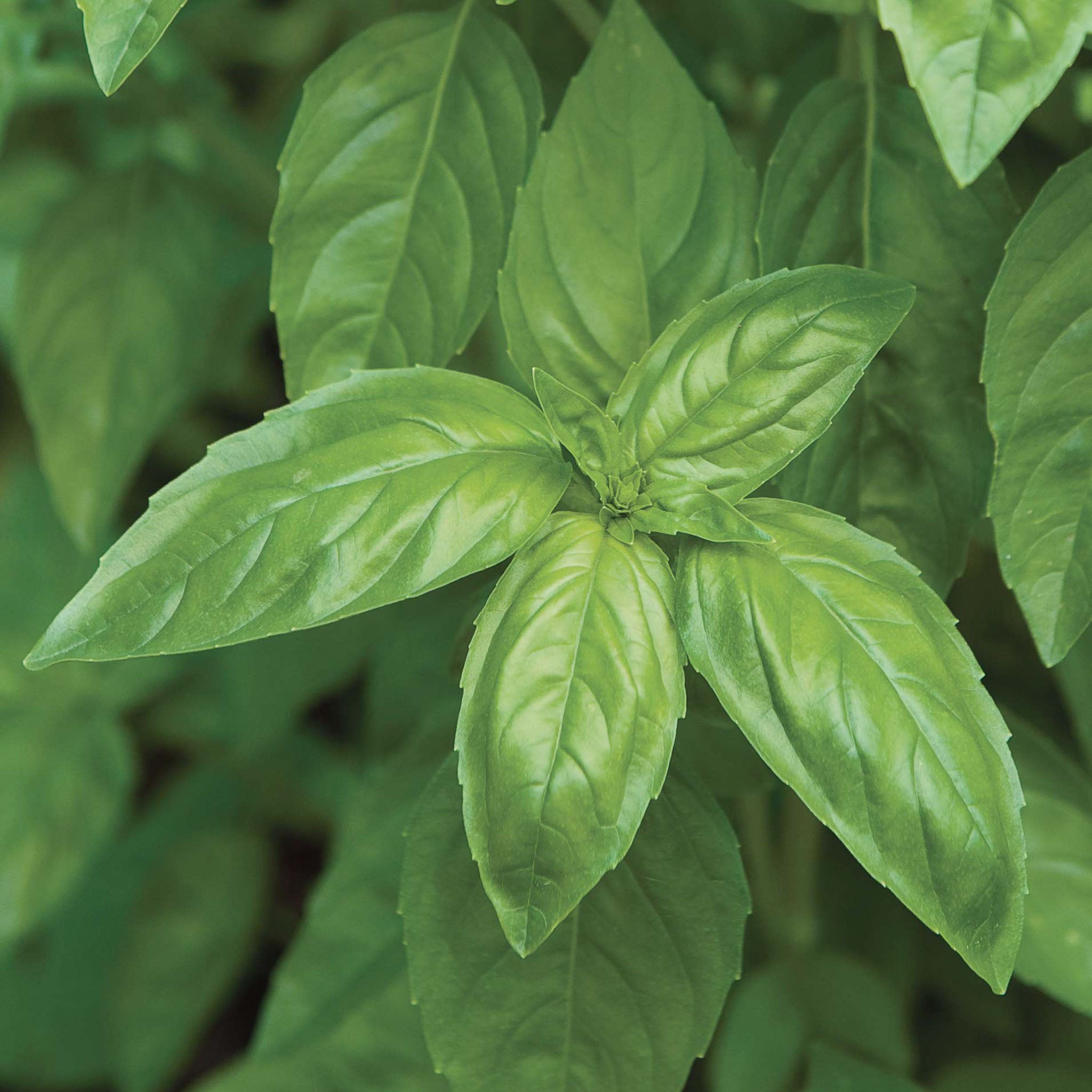 Fresh Pesto Garden Windowsill Herb Kit