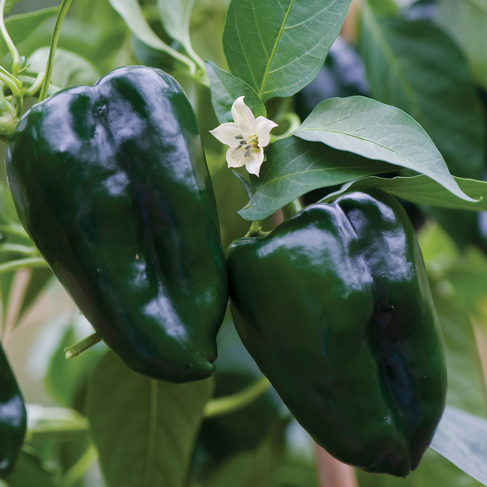 Poblano (Ancho) Hot Pepper
