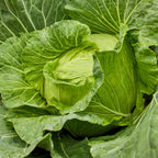 Saku Saku Cabbage