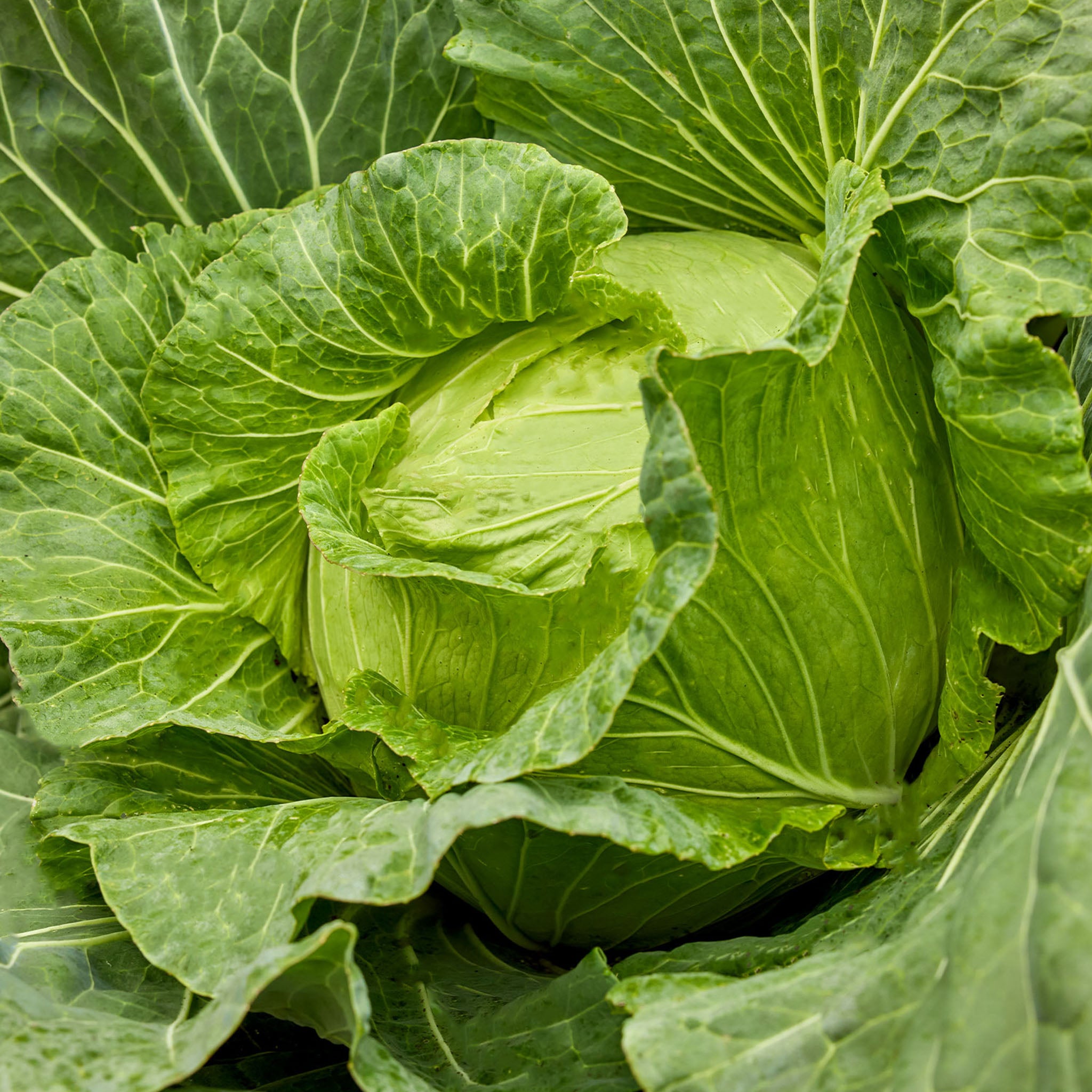 Saku Saku Cabbage
