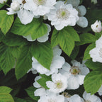 Hall’s Beauty Blackberry