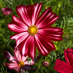 Velouette Cosmos