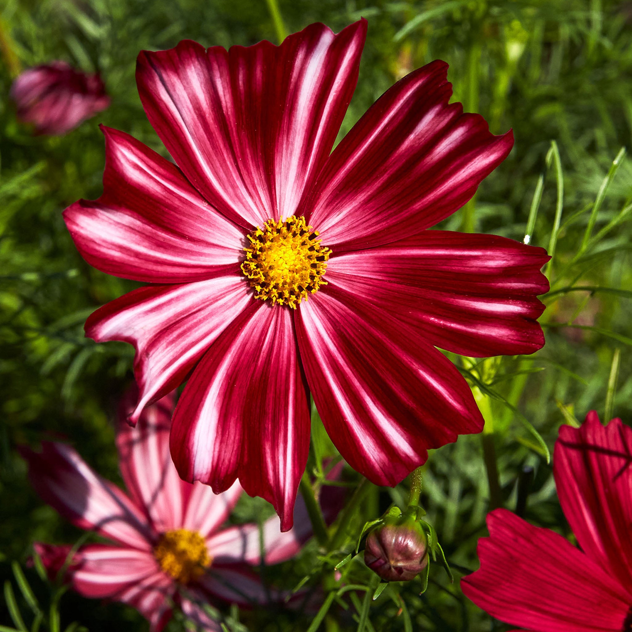Velouette Cosmos