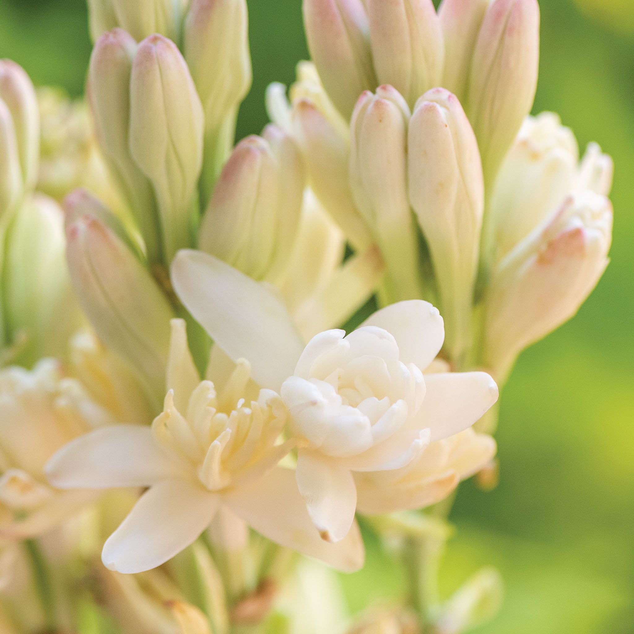 The Pearl Tuberose Bulbs