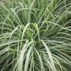 Lemongrass Herb
