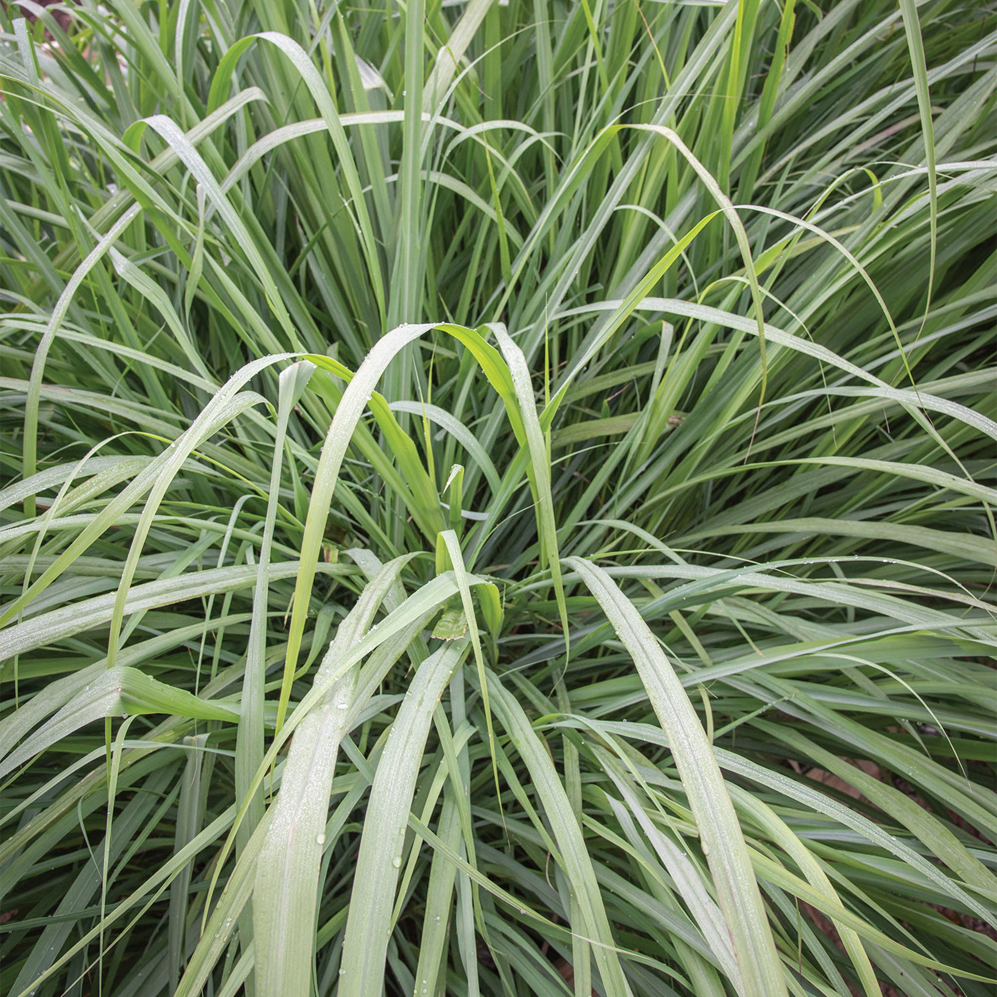 Lemongrass Herb