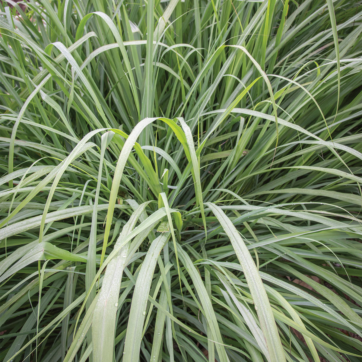Lemongrass Herb