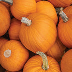 Small Sugar Pumpkin